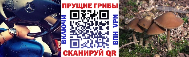 Галлюциногенные грибы мицелий  купить наркотик  Дубна 